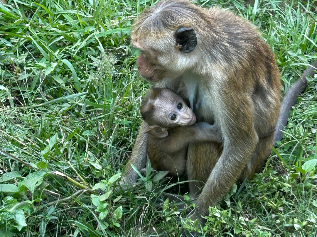 Kokotours (кокотур)-加勒必去景点