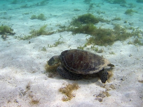 Tarzan Excursion Guadeloupe-Sainte-Anne必去景点