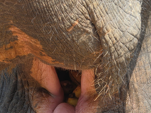 Elephant Freedom Project-凯格勒 必去景点