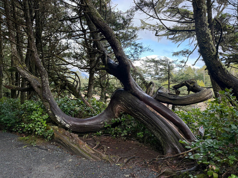 Amphitrite Point Lighthouse-尤克卢利特必去景点