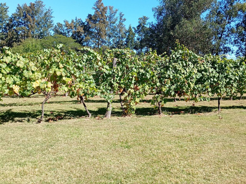 Bodegas Carrau-蒙得维的亚必去景点