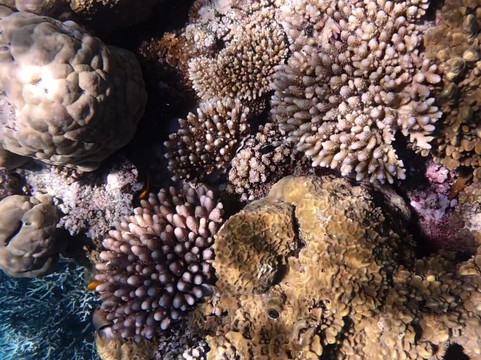 Taveuni Ocean Sports-塔韦乌尼岛必去景点