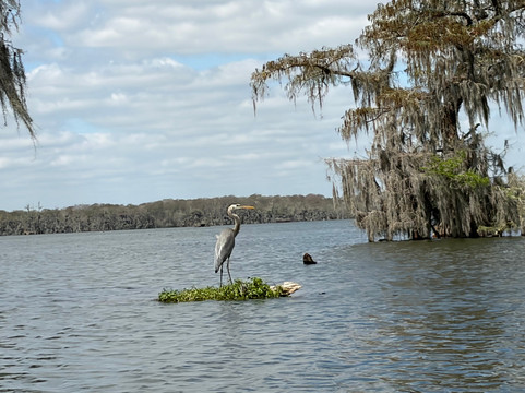 Borels swamp tours-布里奥克斯桥必去景点