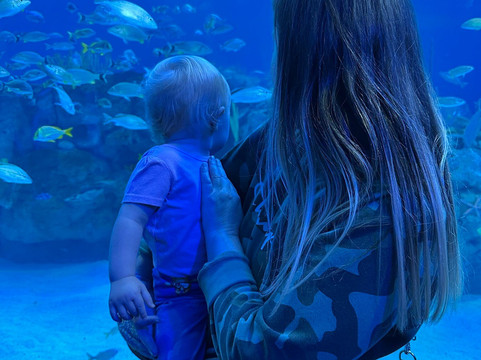 Mote Marine Laboratory & Aquarium-萨拉索塔必去景点