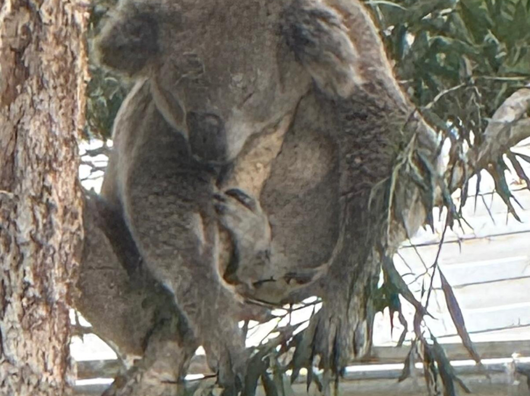 考拉医院-麦克夸利港必去景点