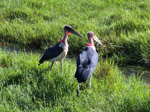 歌珊地非洲游猎之旅-阿鲁沙必去景点