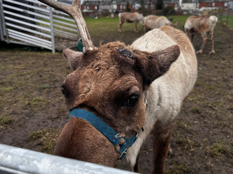 Willow Tree Family Farm-Shirebrook必去景点