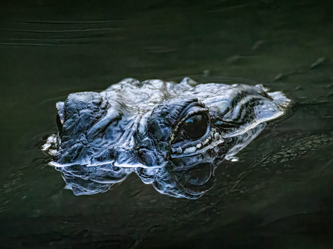 Clyde Butcher's Big Cypress Gallery-奥乔皮必去景点