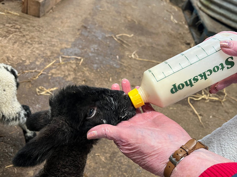 Bissett's Barn - The Rings-库珀必去景点
