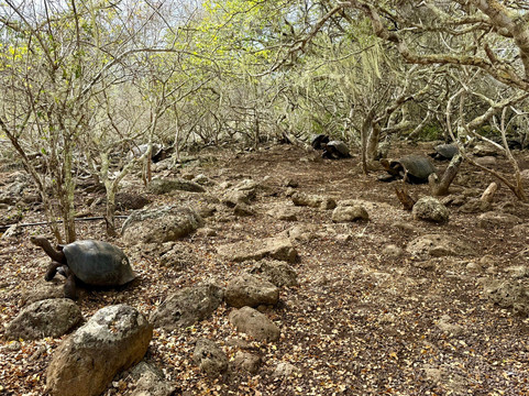 Galapaguera de Cerro Colorado-圣克里斯托瓦尔必去景点