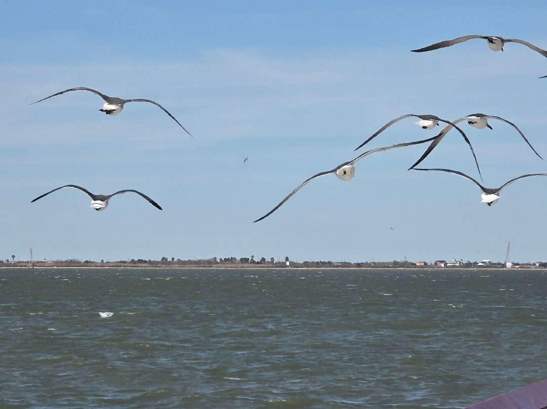 Galveston - Port Bolivar Ferry-盖维斯顿必去景点