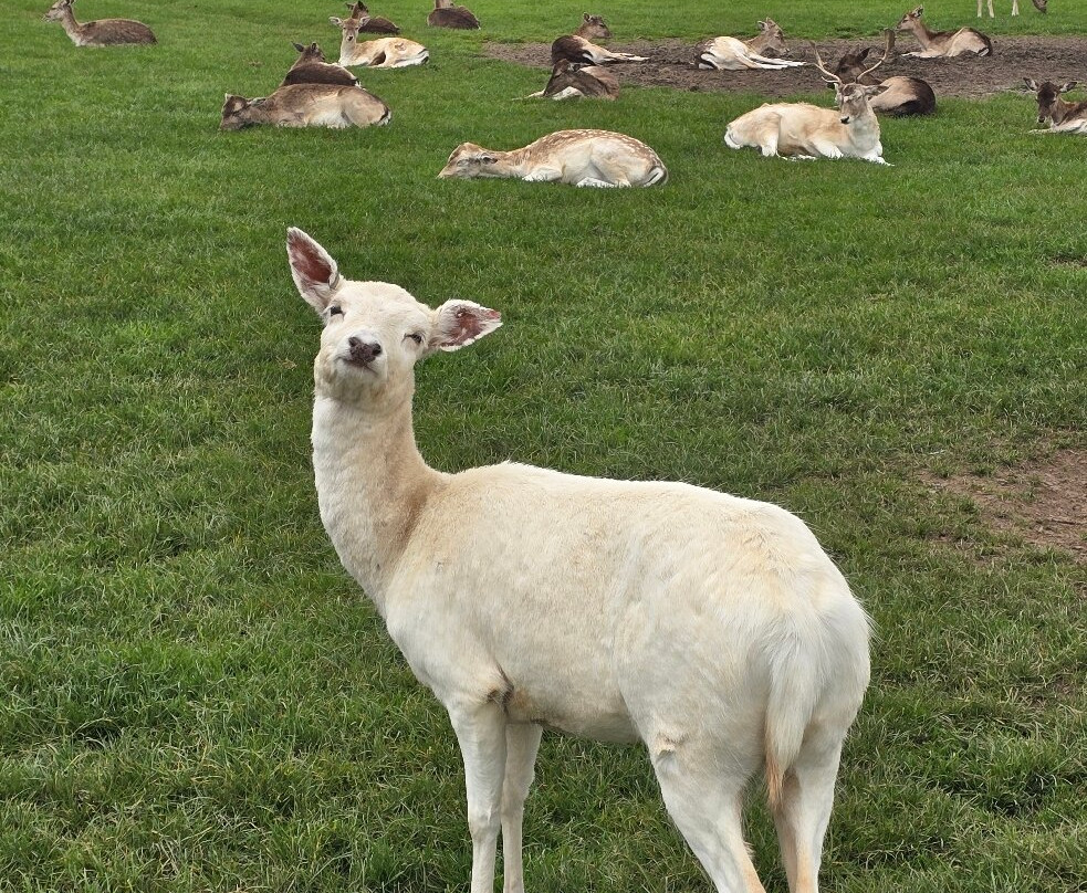 Sky Park Farm-West Harting必去景点