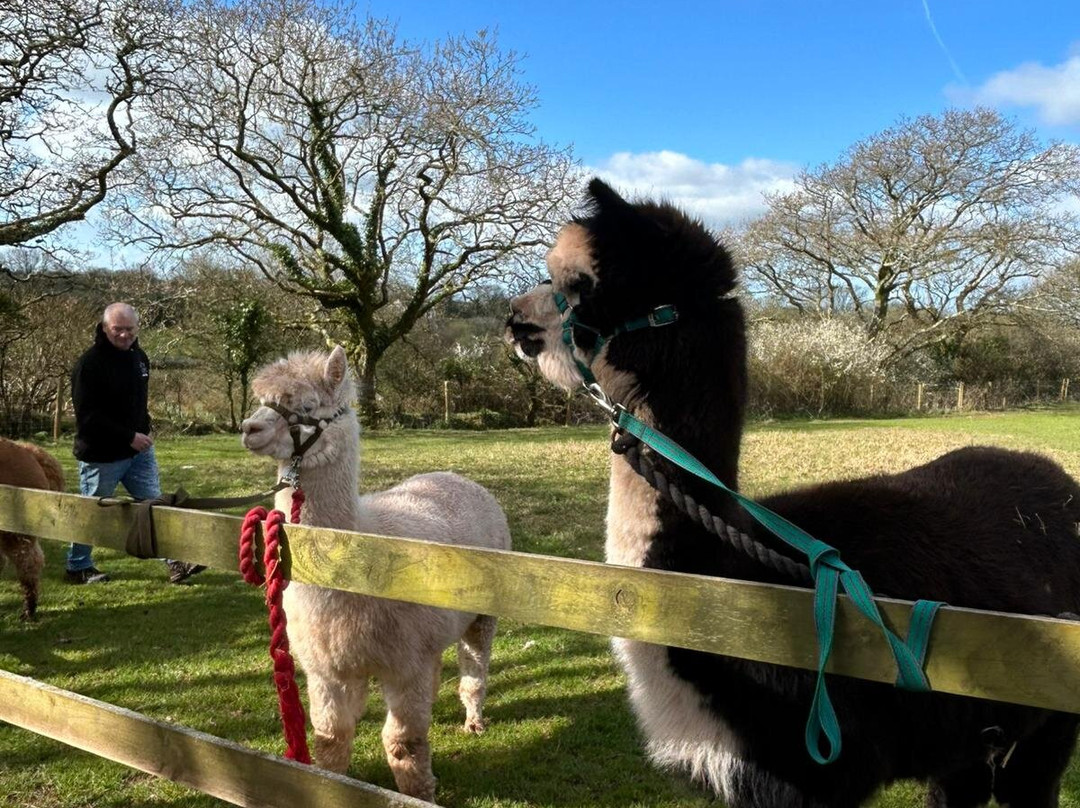Pembrokeshire Alpaca Trekking-腾比必去景点