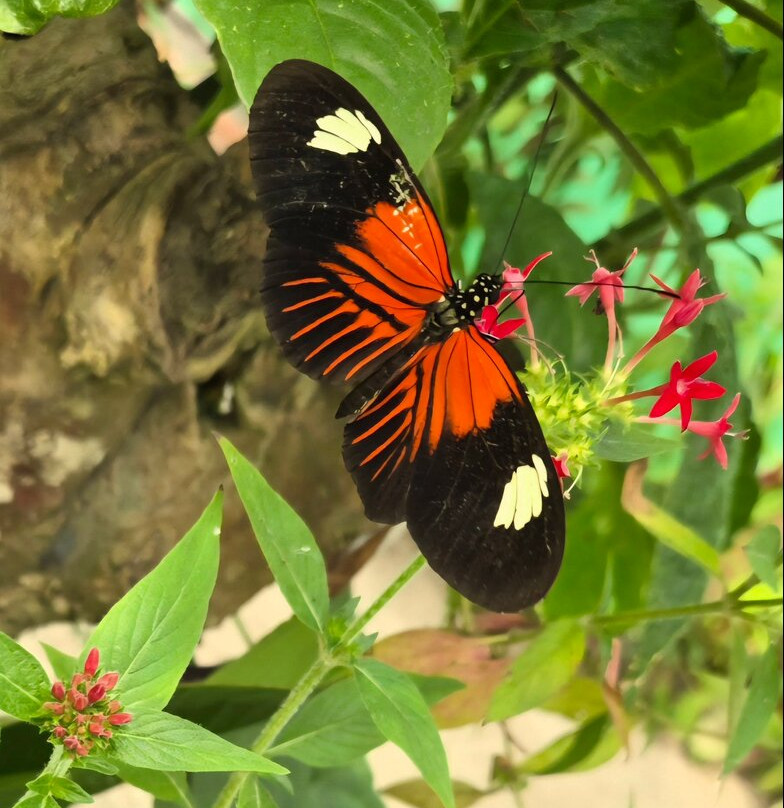 Nathaly Butterfly Garden-明多必去景点