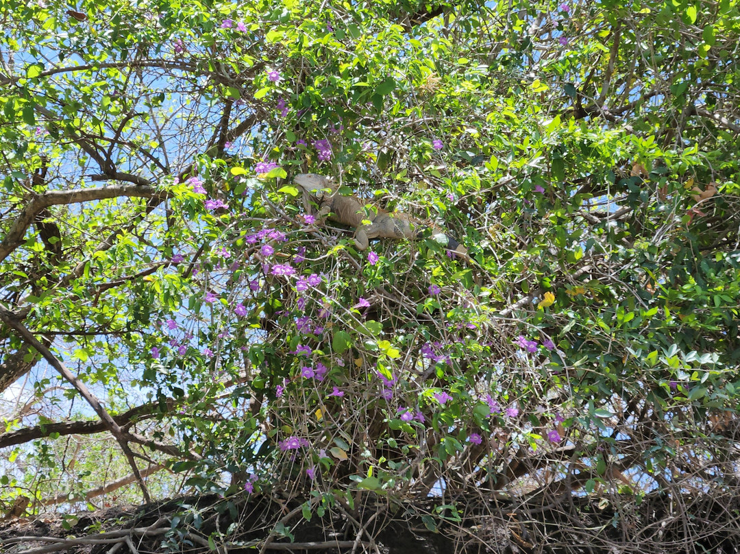 Tempisque Ecotours-Puerto Humo必去景点