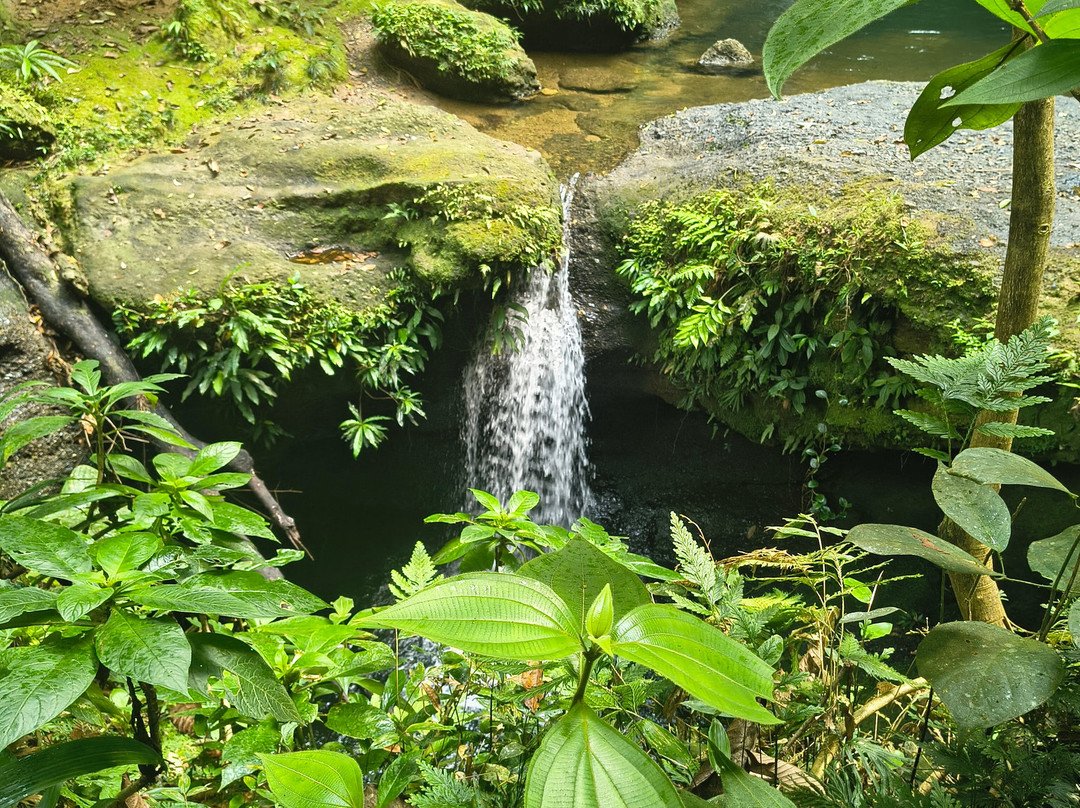 Aves y Aventuras en Putumayo