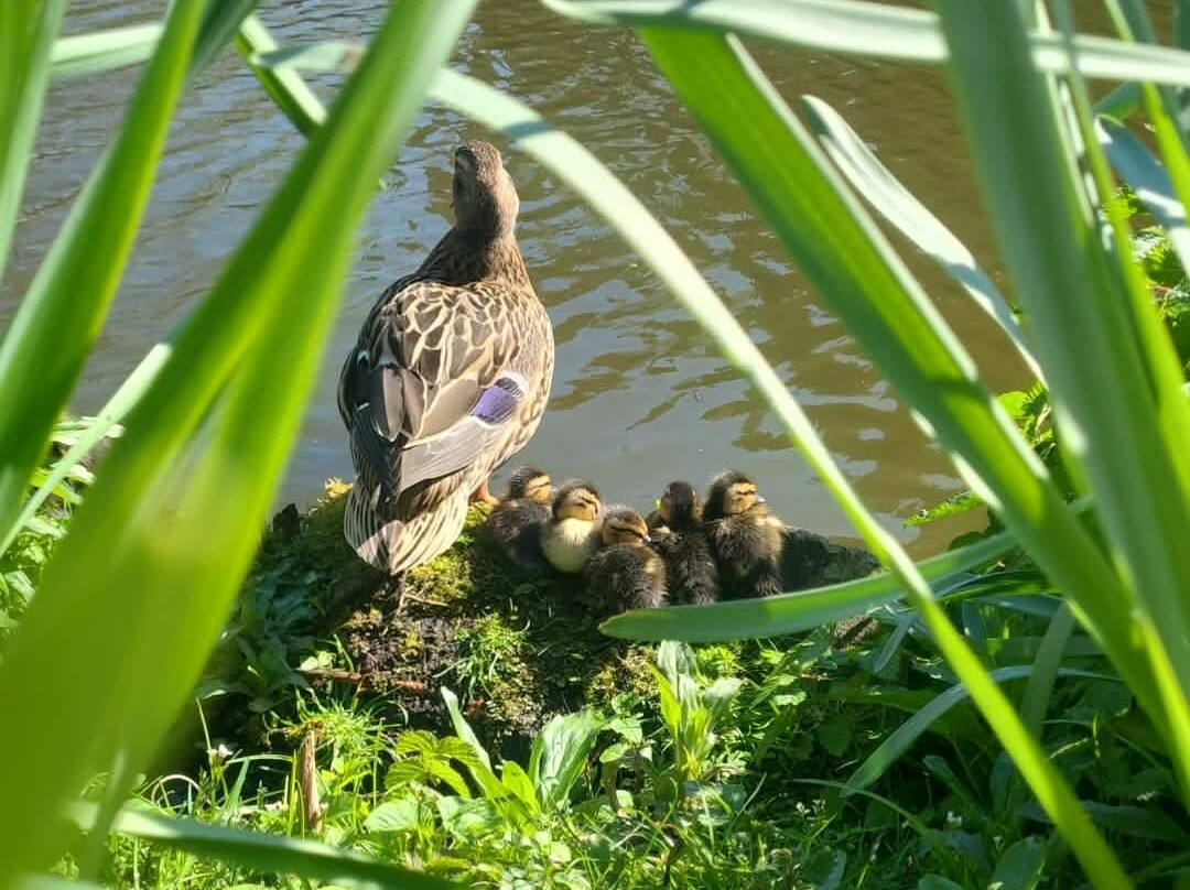 Elsham Hall Gardens and Country Park-Brigg必去景点