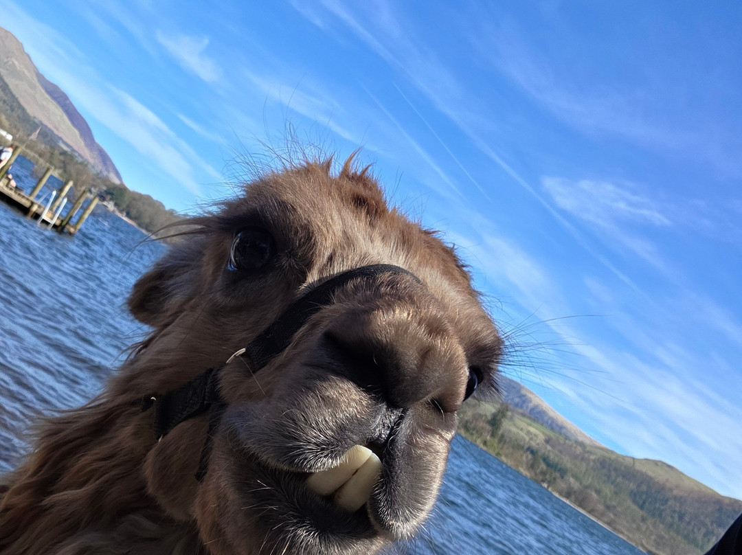 Alpacaly Ever After-Portinscale必去景点