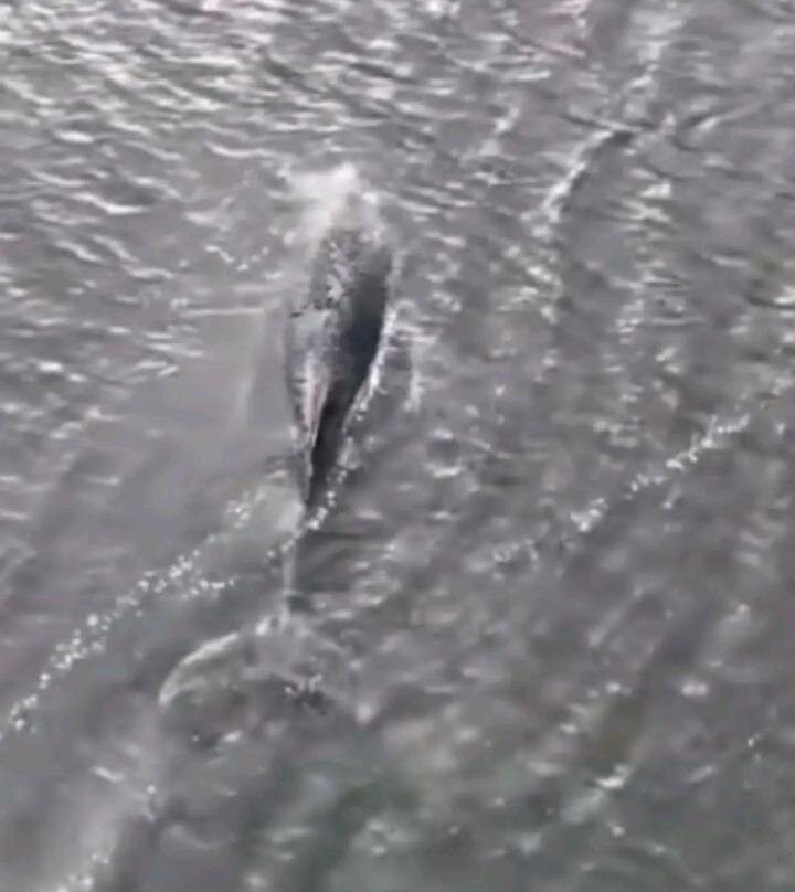 Meeresmuseum-施特拉尔松德必去景点