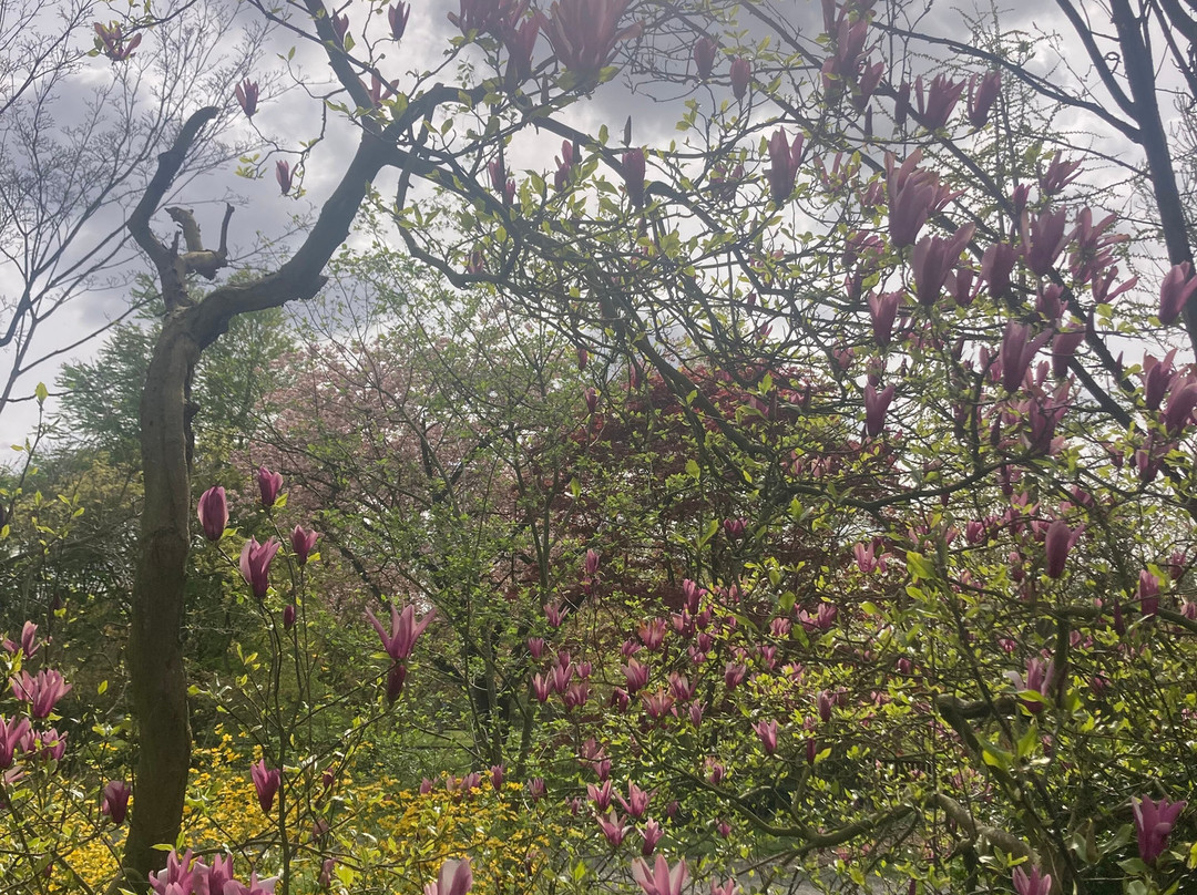 Botanical Garden Arboretum Oudenbosch-Oudenbosch必去景点