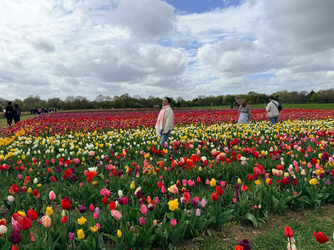 Tulleys Tulip Fields - Hertfordshire-圣奥尔本斯必去景点