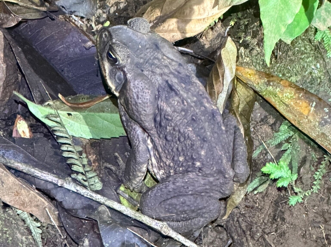 Tapir Valley Nature Reserve-Bijagua de Upala必去景点
