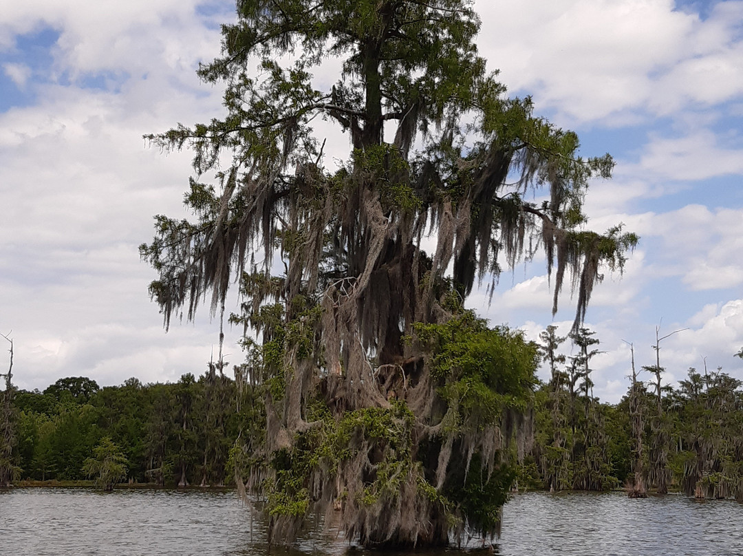 Cajun Country Swamp Tours-布里奥克斯桥必去景点
