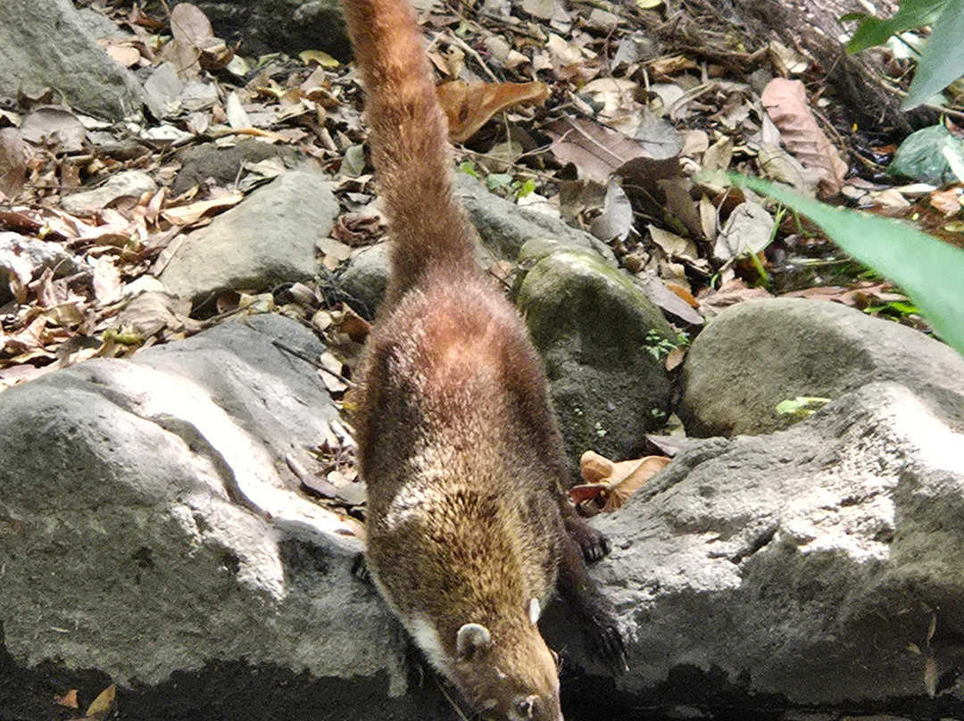 Tours with Frank the Tank Costa Rica-利比里亚必去景点