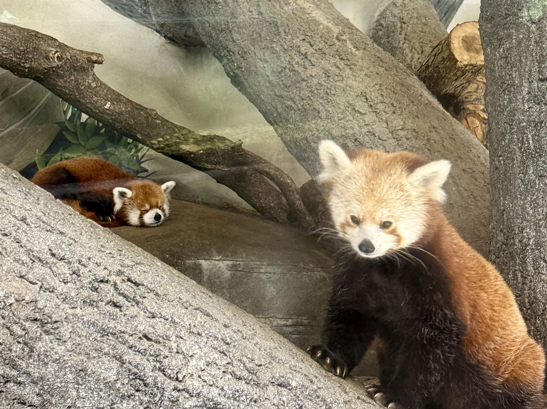 Chattanooga Zoo-查塔努加必去景点