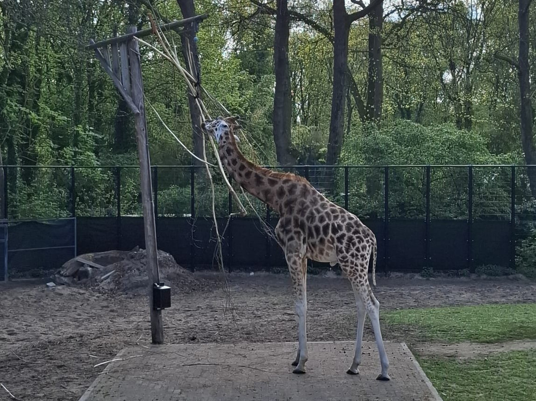 Ouwehands Zoo Rhenen-Rhenen必去景点