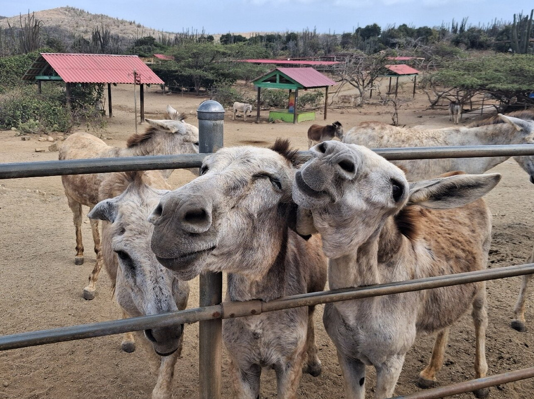 Donkey Sanctuary Aruba-Santa Cruz必去景点