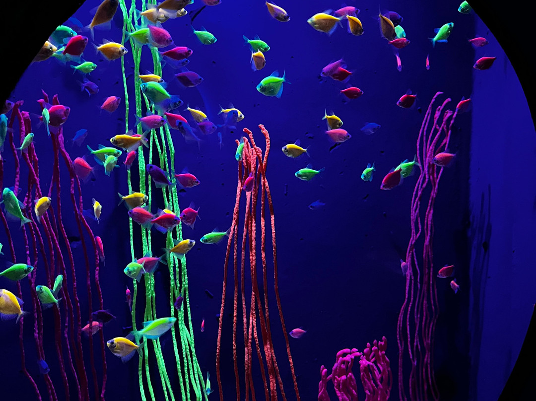 Acuario Michin Ciudad De Mexico-墨西哥城必去景点