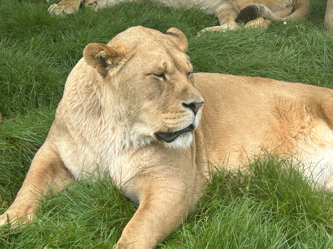 Woburn Safari Park-Woburn必去景点