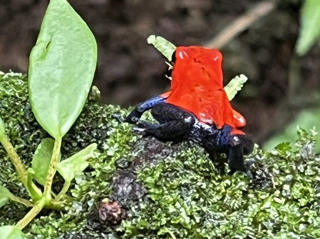 Waking Dreams Costa Rica-圣何塞必去景点