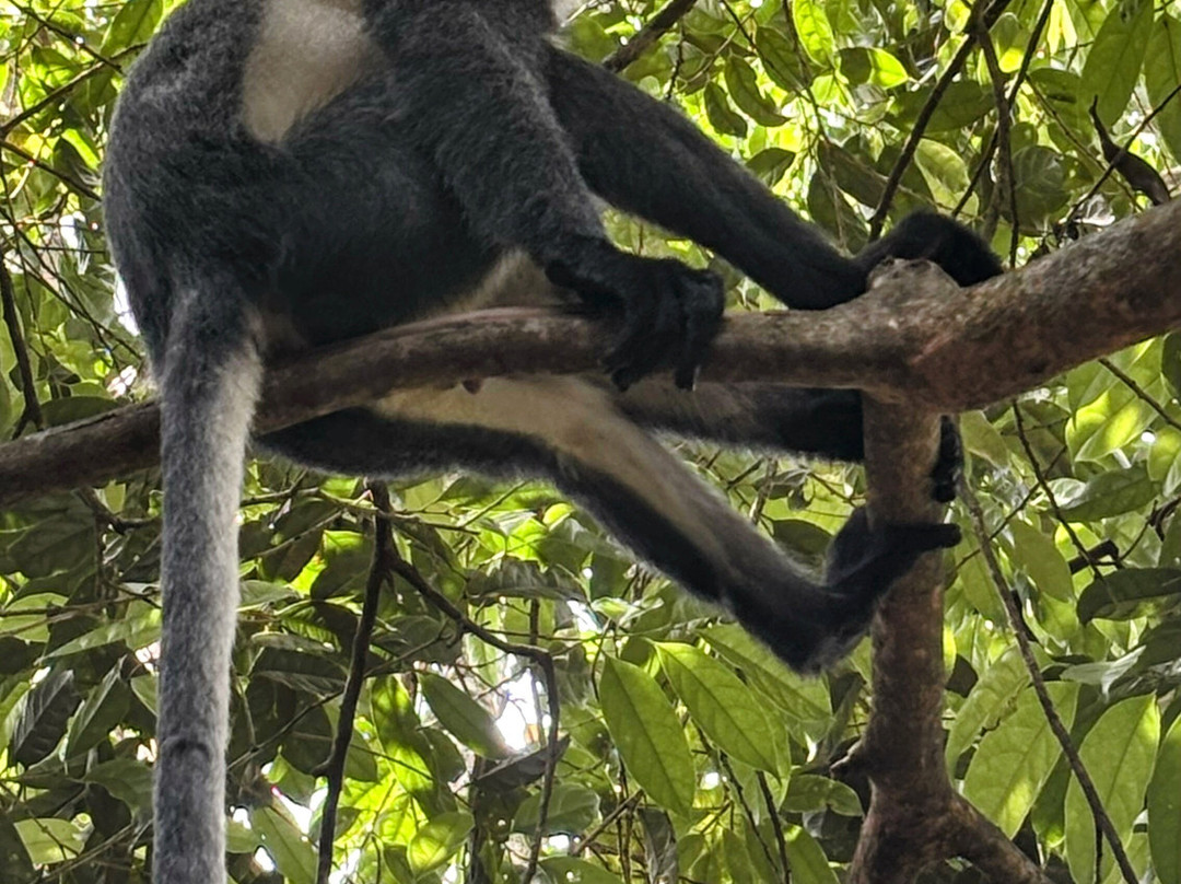 Sumatra Orangutan Tours-武吉拉旺必去景点