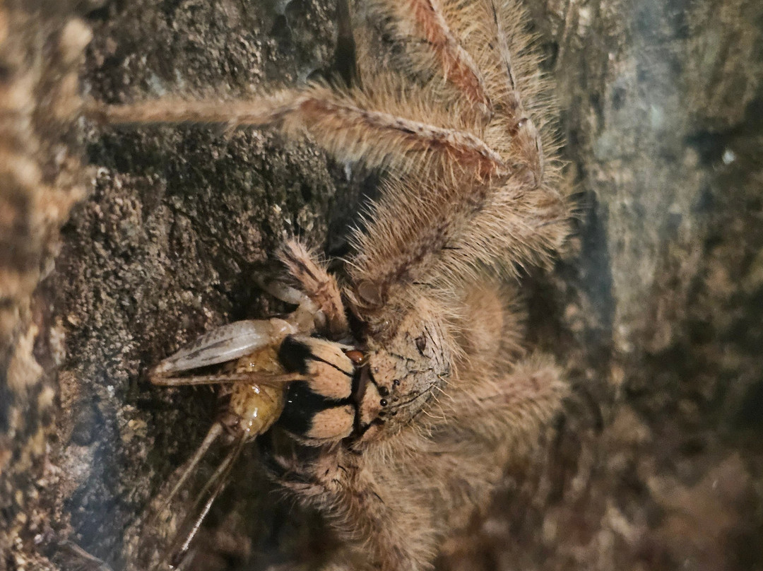 Victoria Bug Zoo-维多利亚必去景点