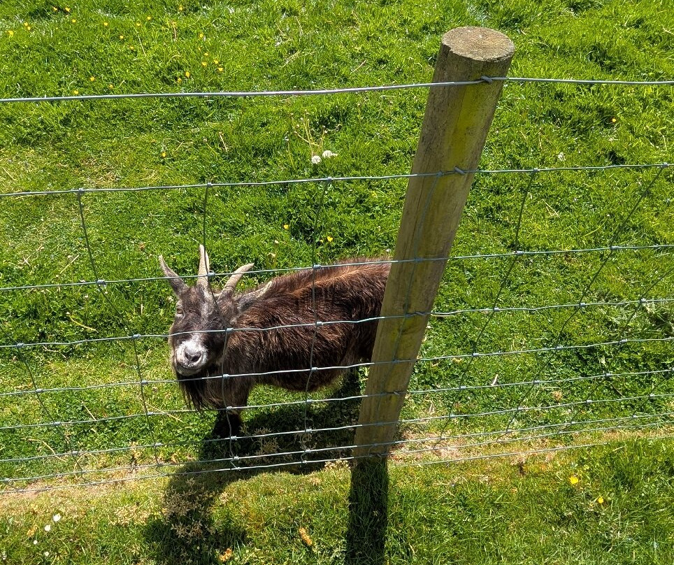 Dwyfor Ranch Rabbit Farm and Animal Park-Llanystumdwy必去景点