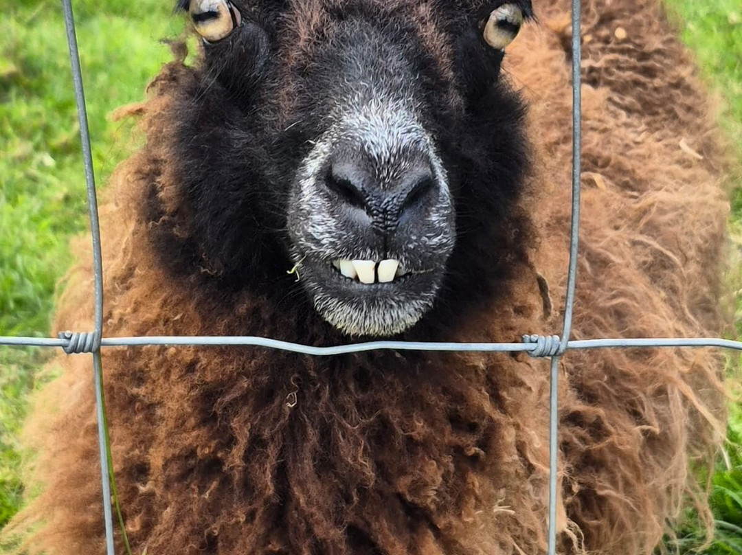 Errigal View Pet Farm-Gweedore必去景点