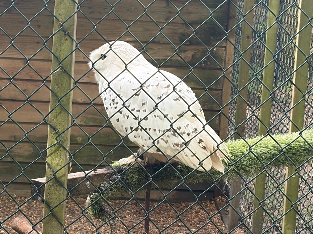 Willows Bird of Prey & Wildlife Trail-Knockholt必去景点
