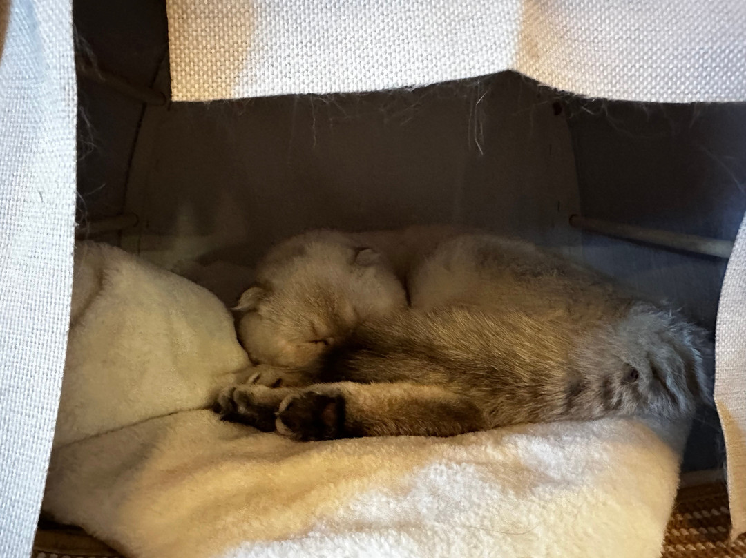 Maine Coon Manor Cat Cafe
