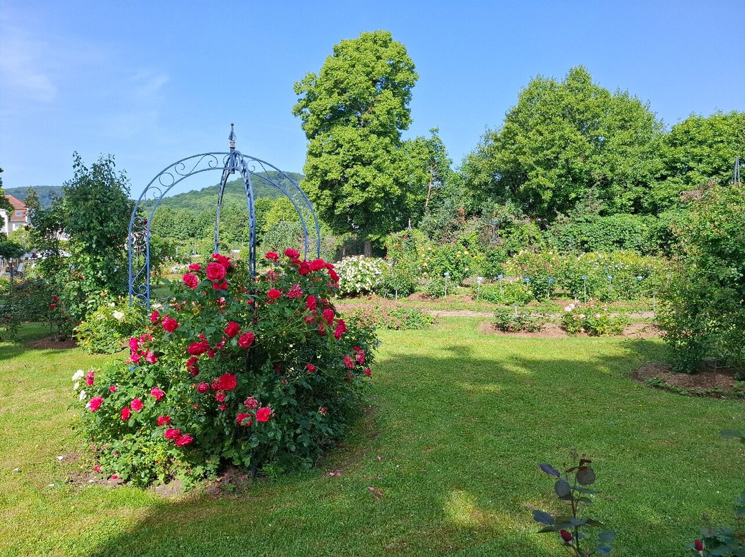 La Roseraie de Saverne-Saverne必去景点