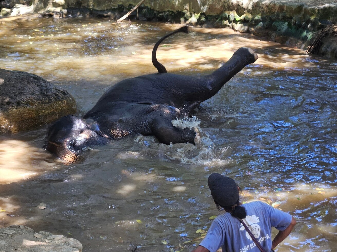 Samui Elephant Spa-苏梅岛必去景点