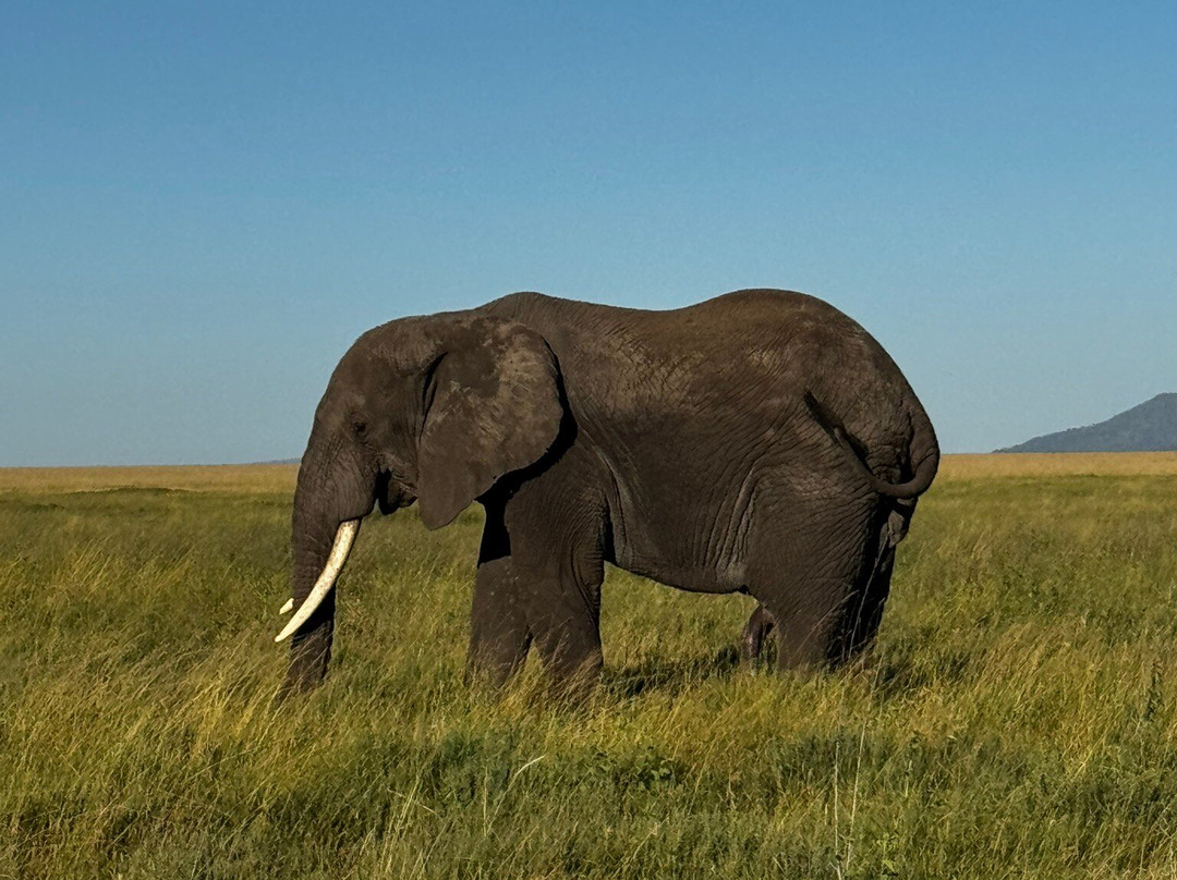 Tazama Africa Tours and Safari-阿鲁沙国家公园必去景点