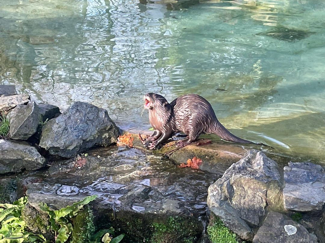 Banham Zoo-Banham必去景点
