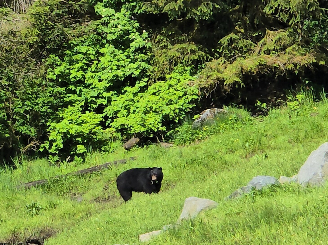Alaska Rainforest Sanctuary-凯奇坎必去景点
