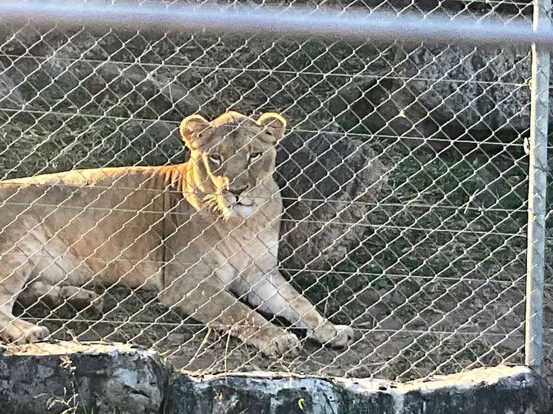 Pumbaa Wildpark And Accommodation-尼斯普鲁特必去景点