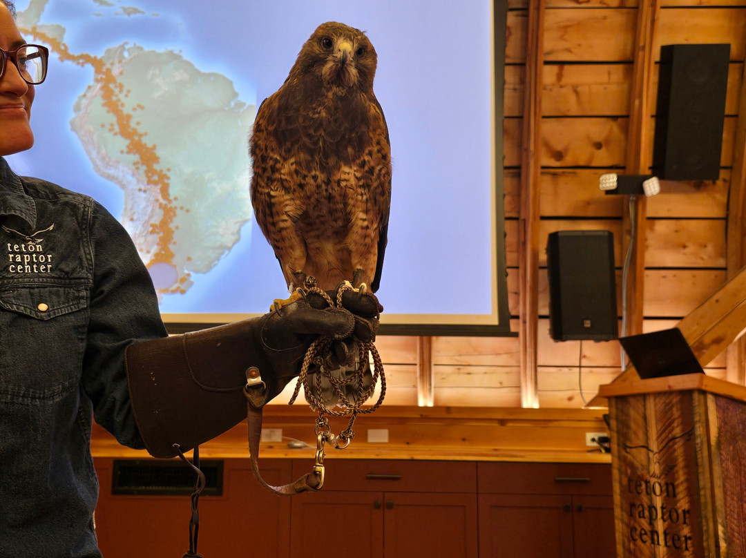 Teton Raptor Center-威尔逊必去景点