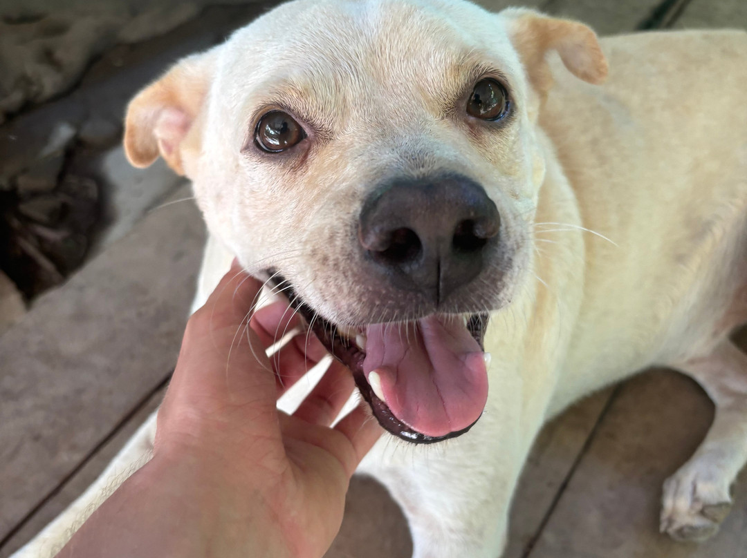 Dog and Cat Rescue Samui Foundation-塔林必去景点