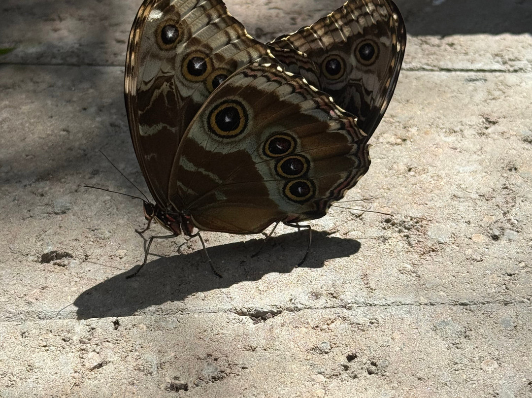 Wings of Mackinac Butterfly Conservatory-麦其诺岛必去景点
