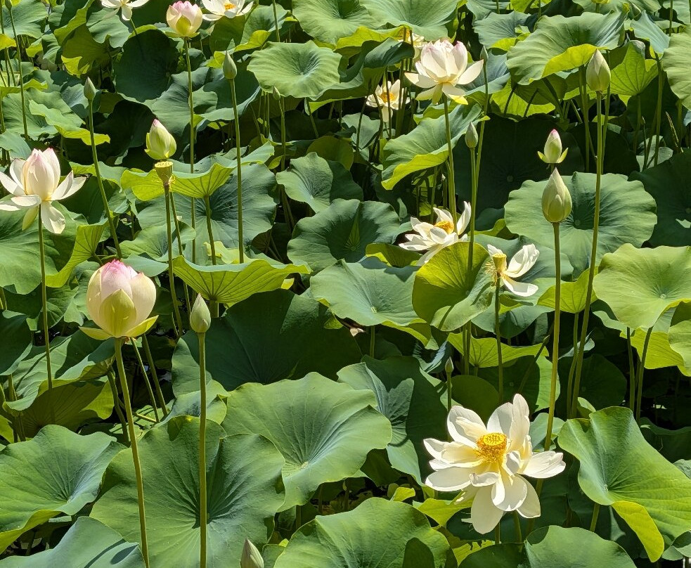Downtown Cary Park-卡瑞必去景点